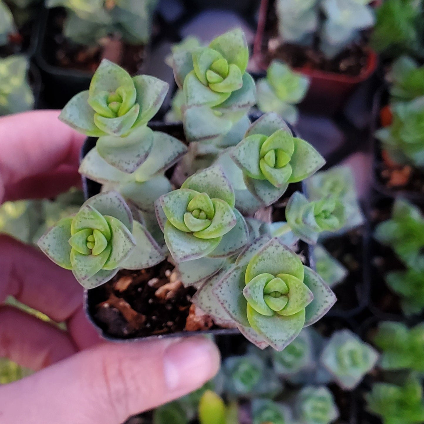 Crassula perforata ssp. kougaensis