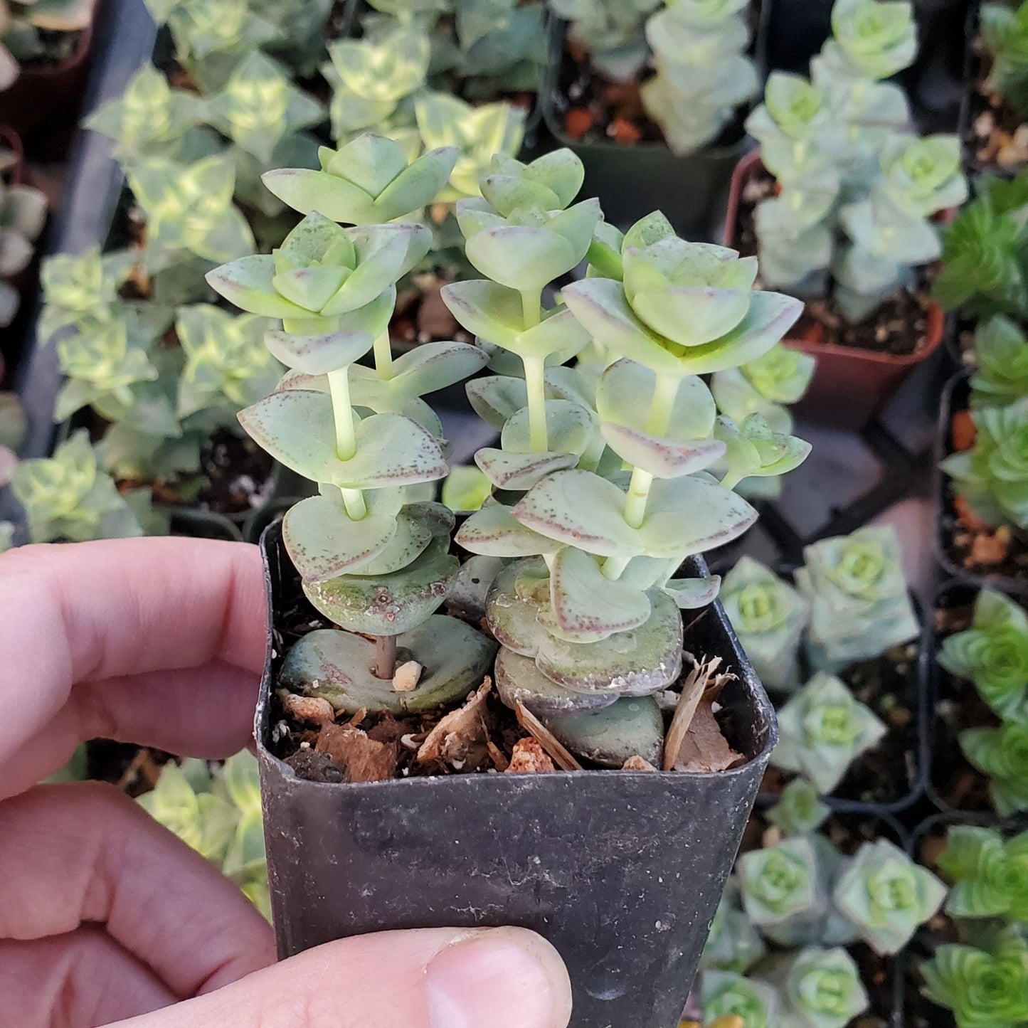 Crassula perforata ssp. kougaensis