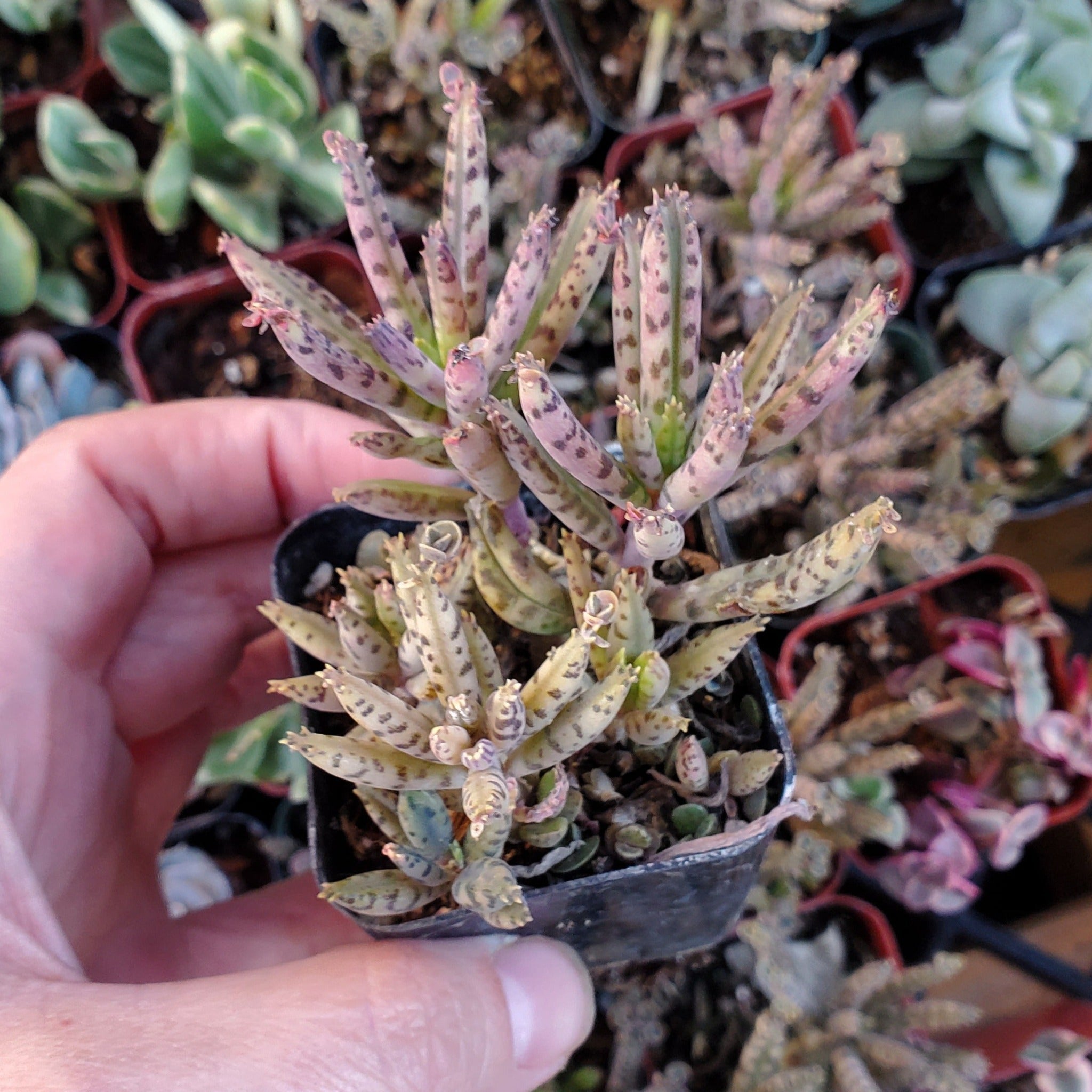 succulents kalanchoe Kalanchoe delagoensis 'Chandelier Plant' 'Mother of Millions'