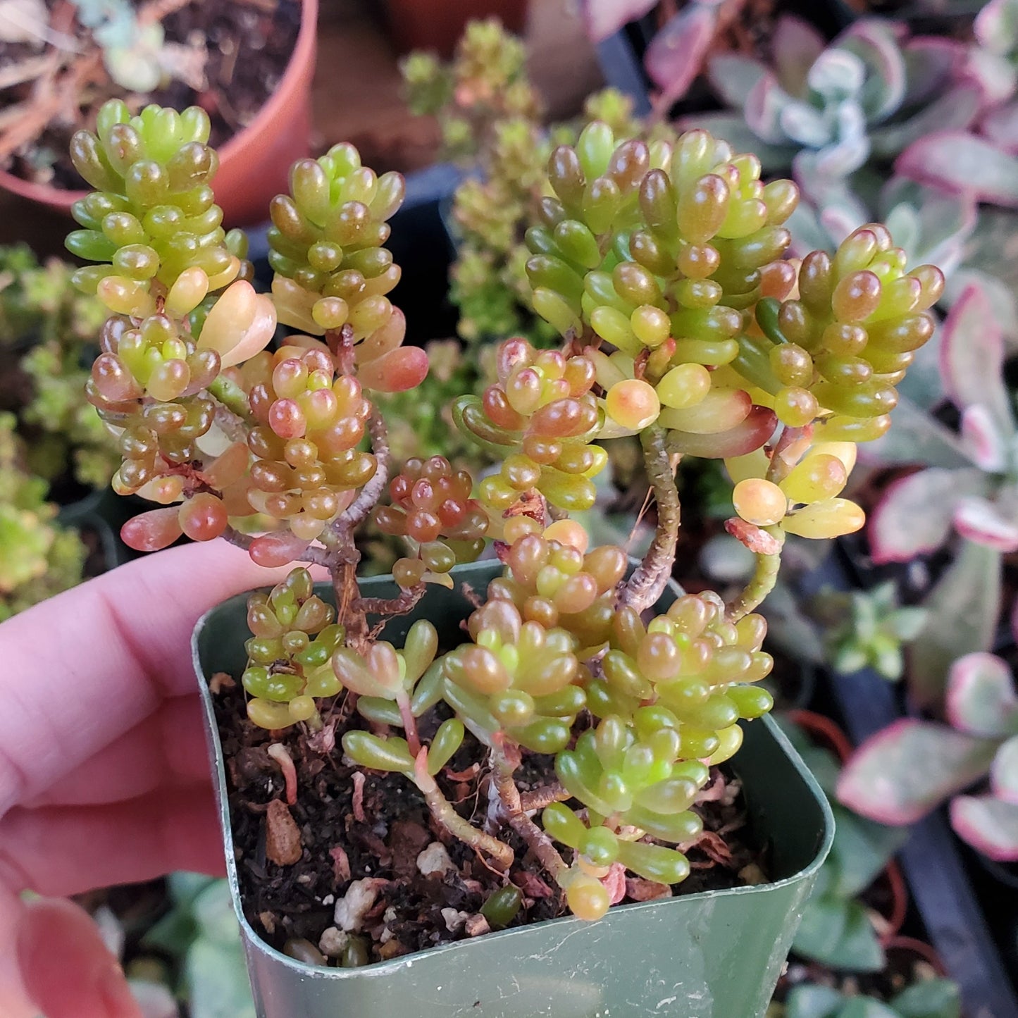 Sedum rubrotinctum 'Mini Me'