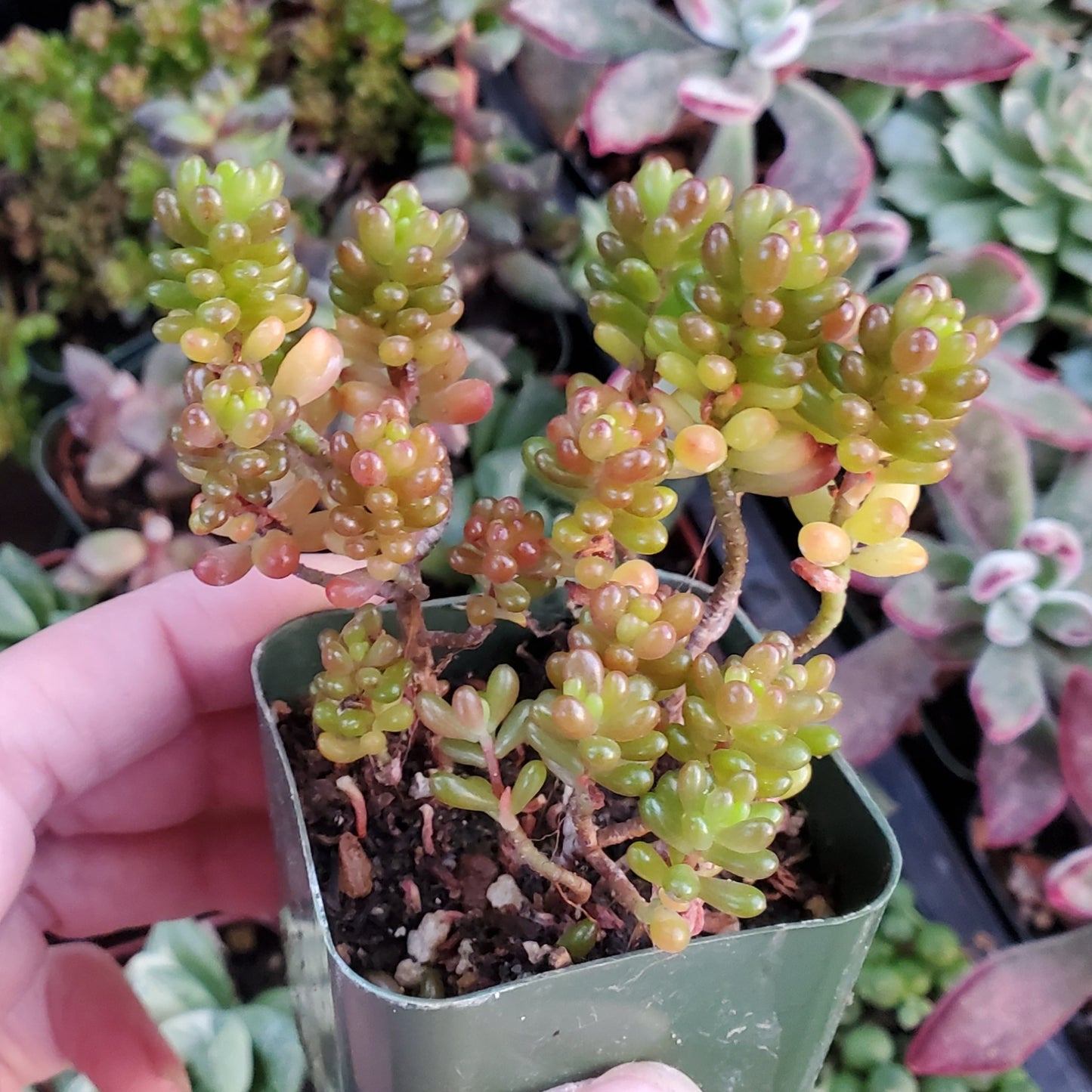 Sedum rubrotinctum 'Mini Me'