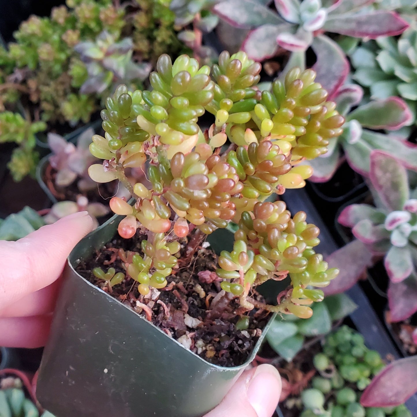 Sedum rubrotinctum 'Mini Me'