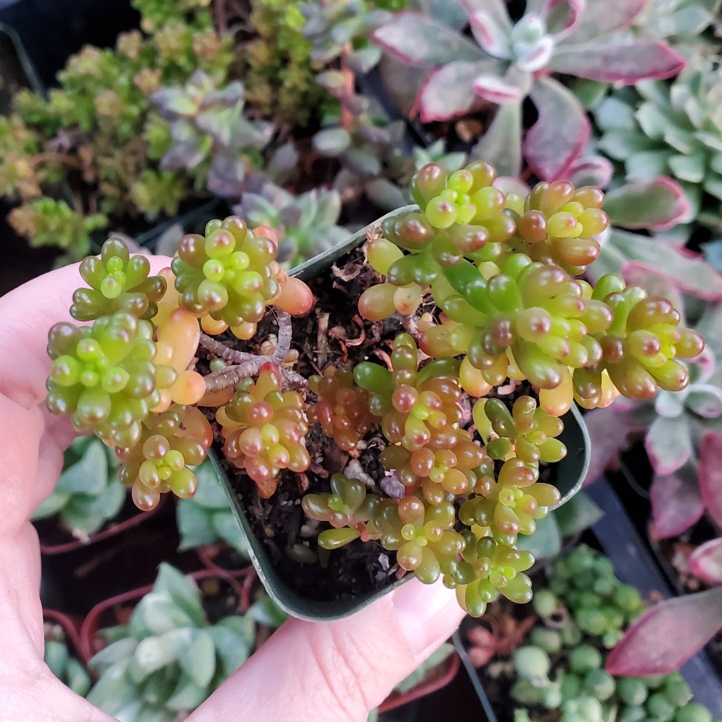 Sedum rubrotinctum 'Mini Me'