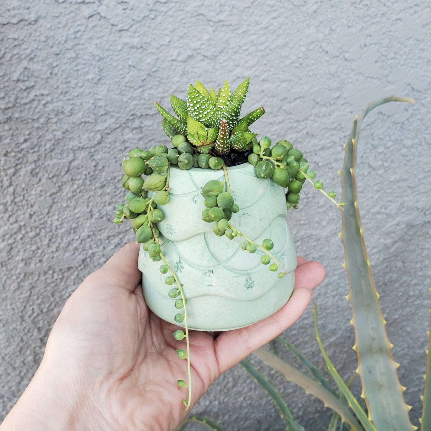 Christmas Tree Succulent Arrangement