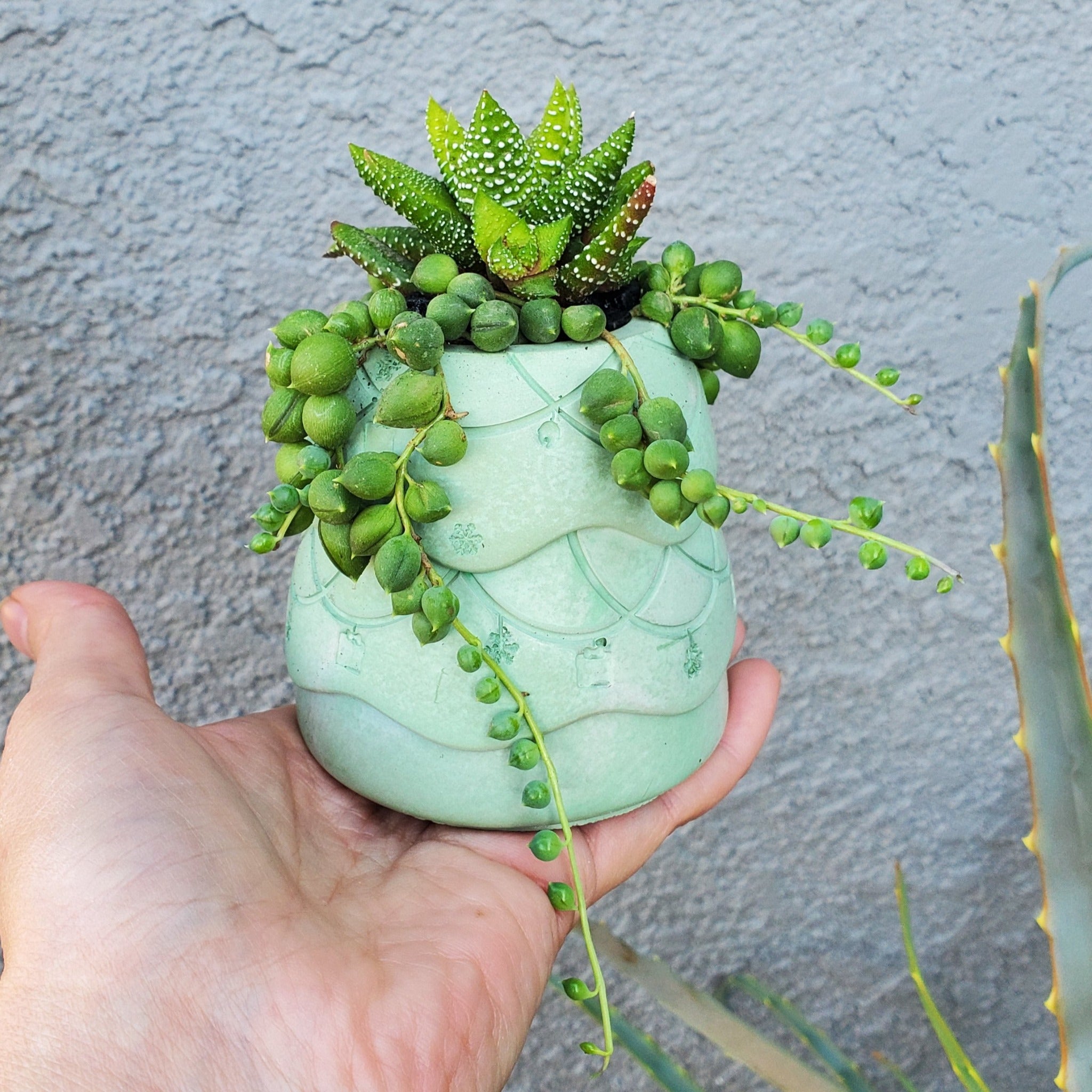 christmas tree succulent plant Christmas Tree Succulent Arrangement