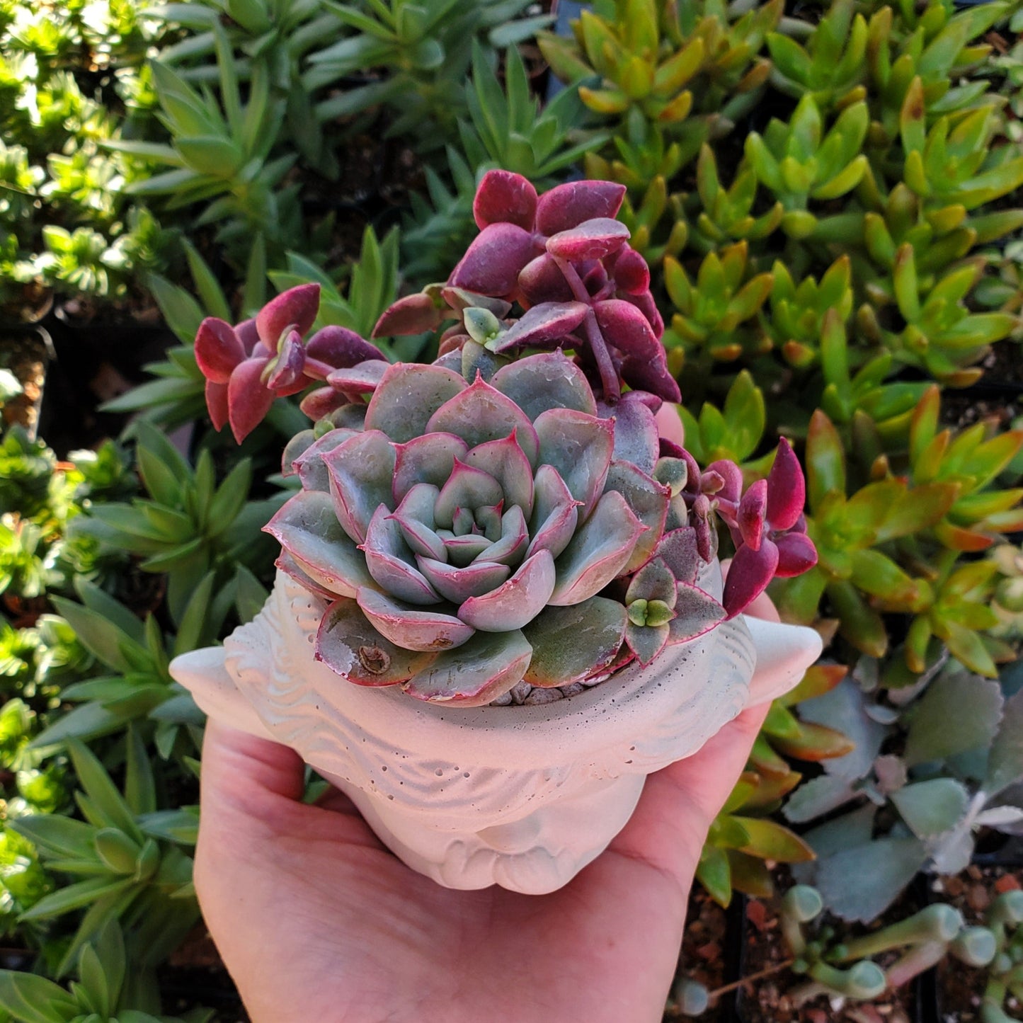 Succulent Angel Arrangement