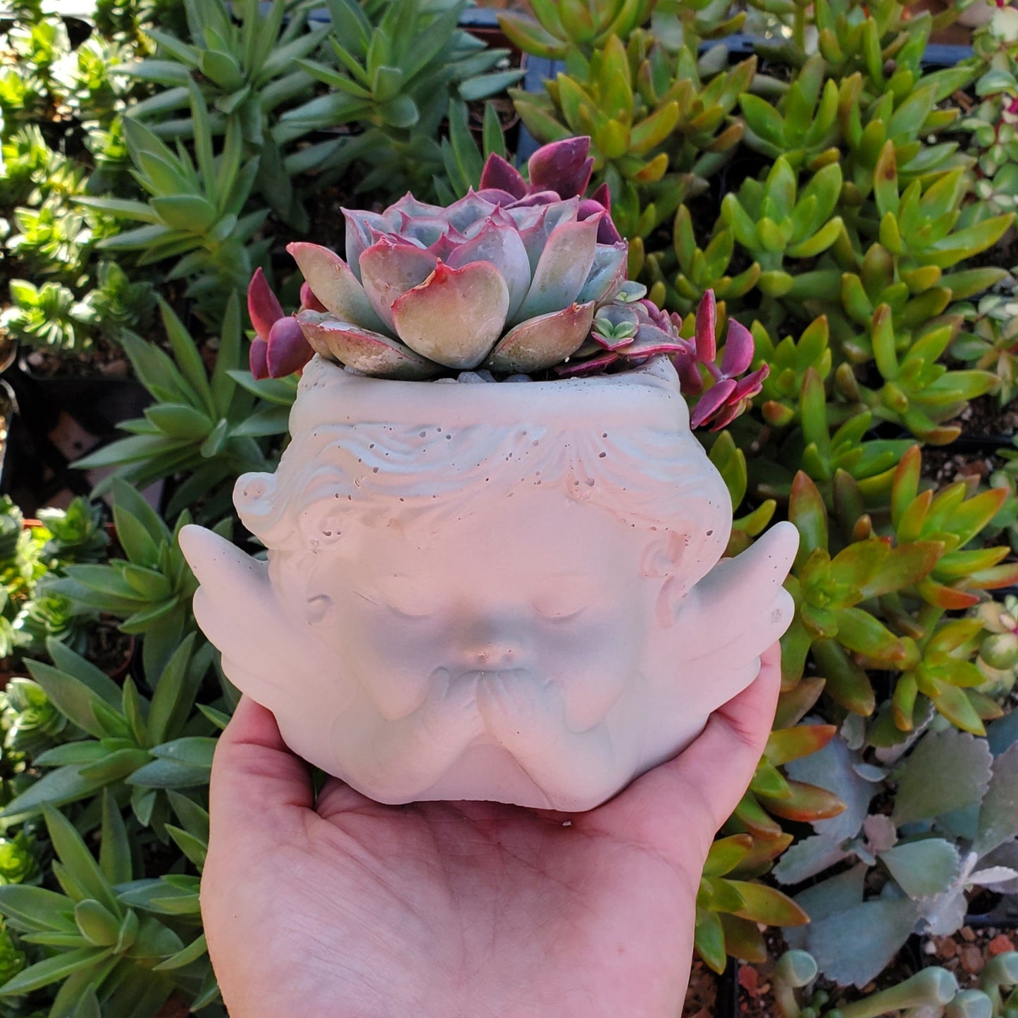 Succulent Angel Arrangement