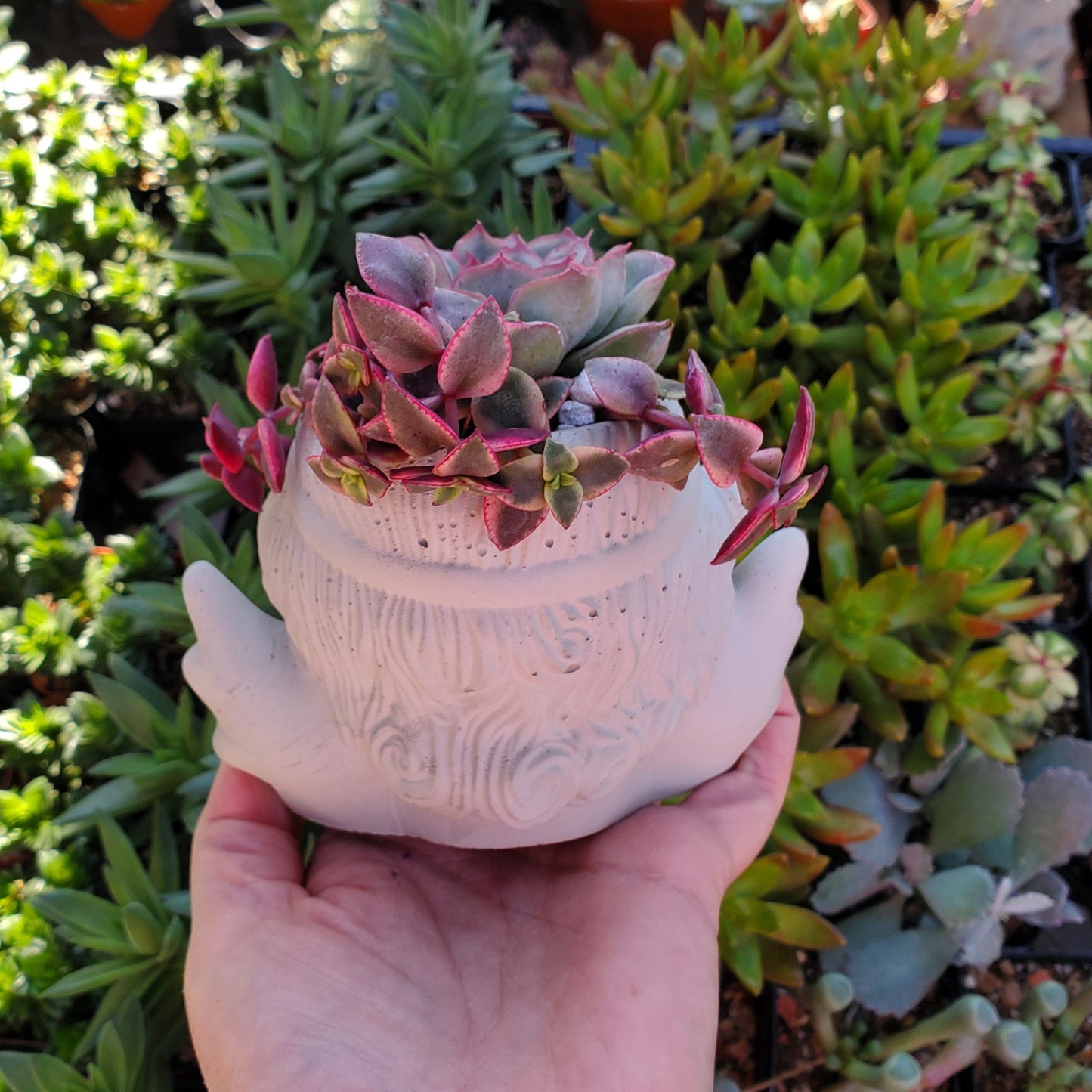 Succulent Angel Arrangement