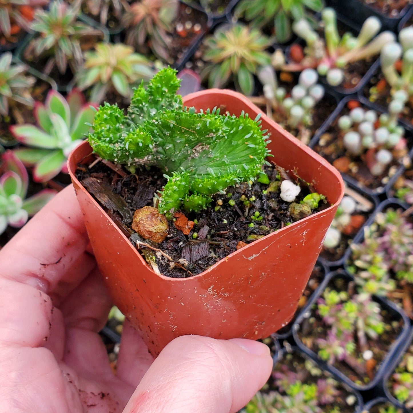 Euphorbia flanaganii f. cristata