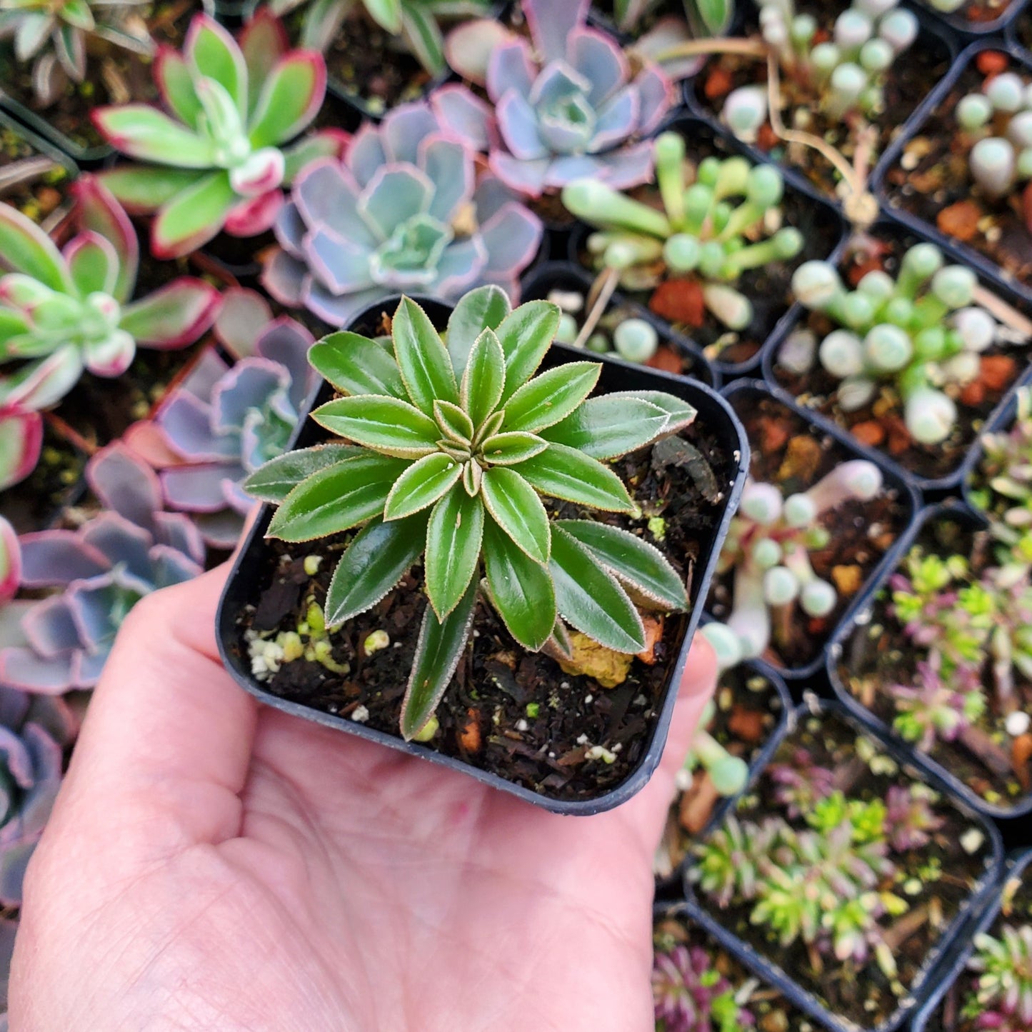 Peperomia asperula