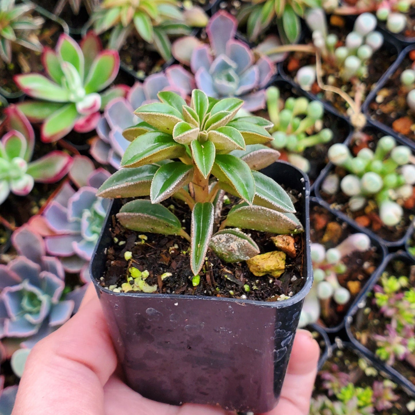 Peperomia asperula