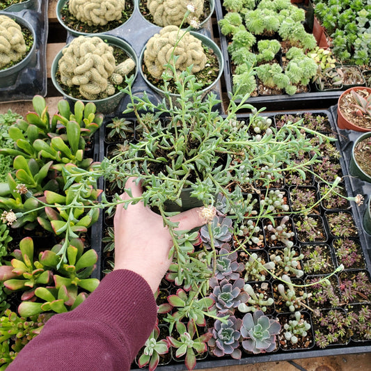 Senecio peregrinus 'String of Dolphins'