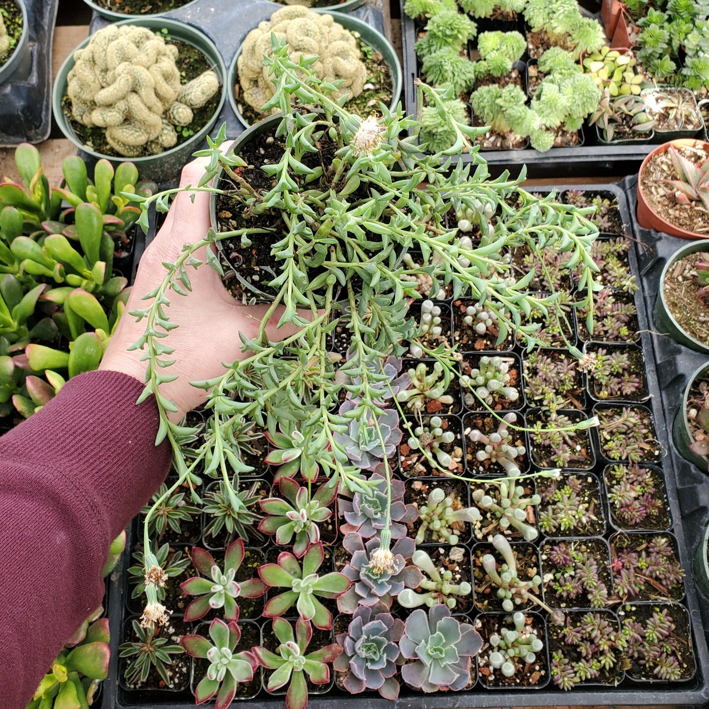 Senecio peregrinus 'String of Dolphins'