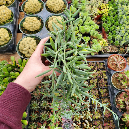 Senecio radicans 'String of Fish Hooks'