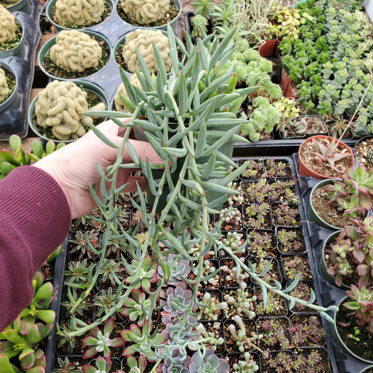 Senecio radicans 'String of Fish Hooks'