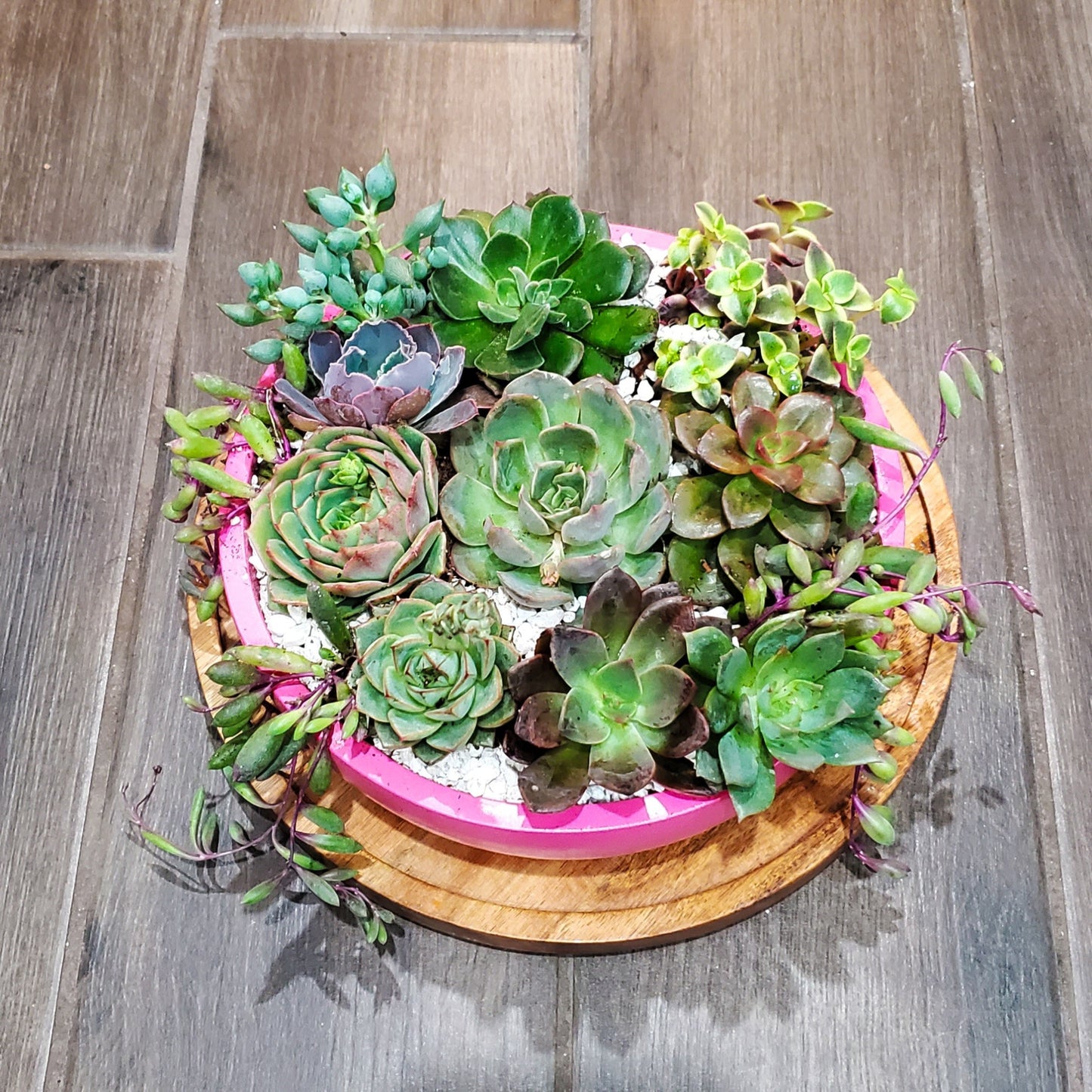 Pink Circle Cement Planter Succulent Arrangement