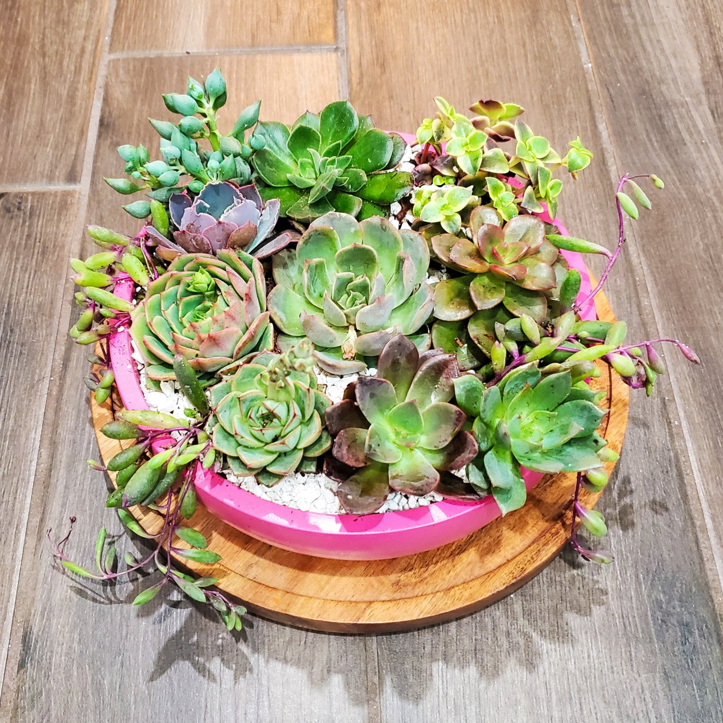 Pink Circle Cement Planter Succulent Arrangement