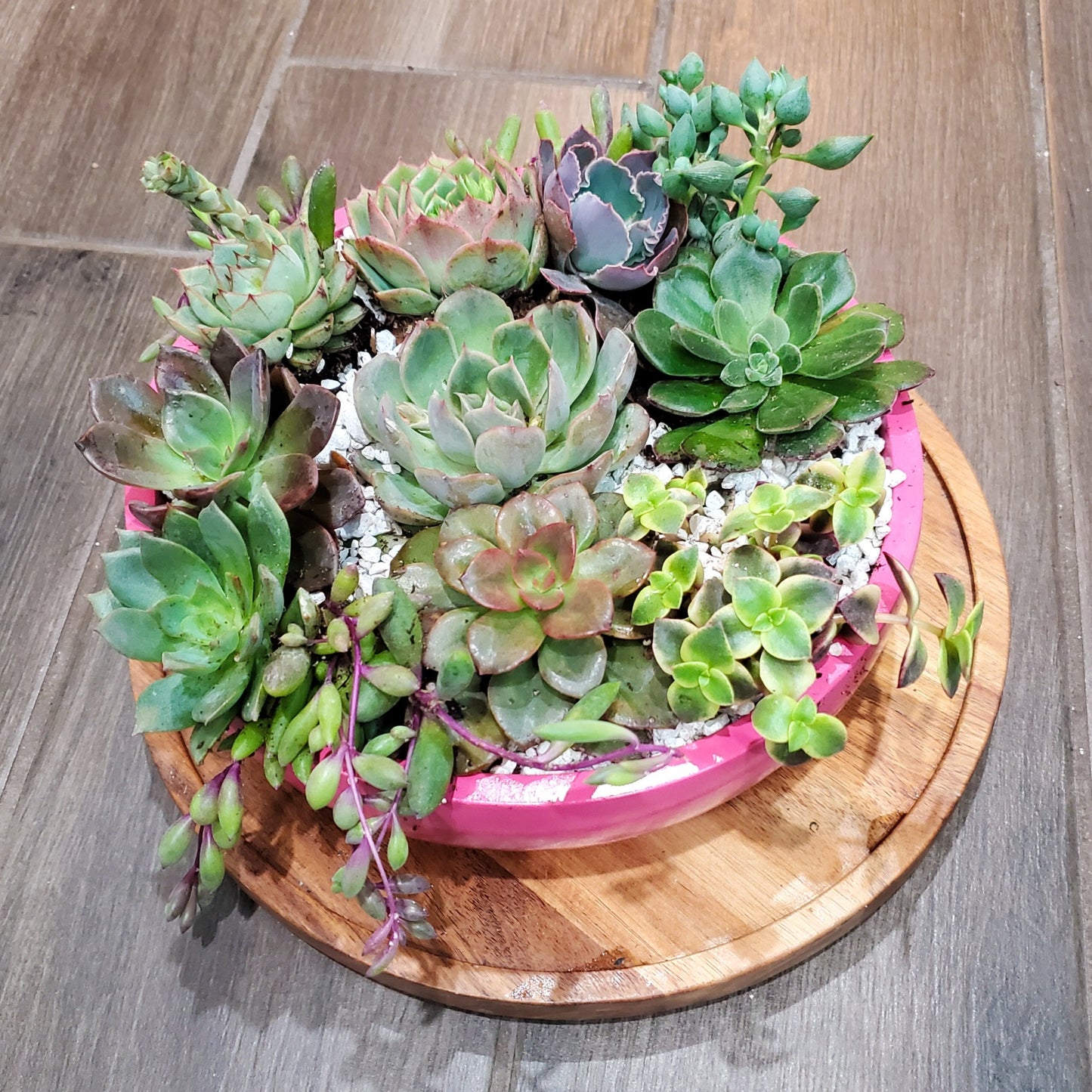 Pink Circle Cement Planter Succulent Arrangement