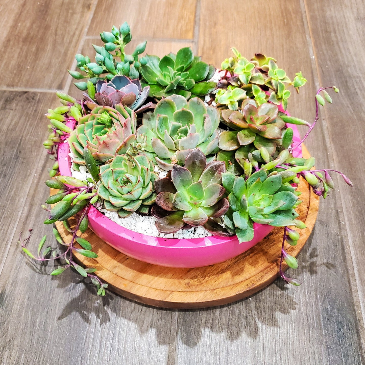 Pink Circle Cement Planter Succulent Arrangement