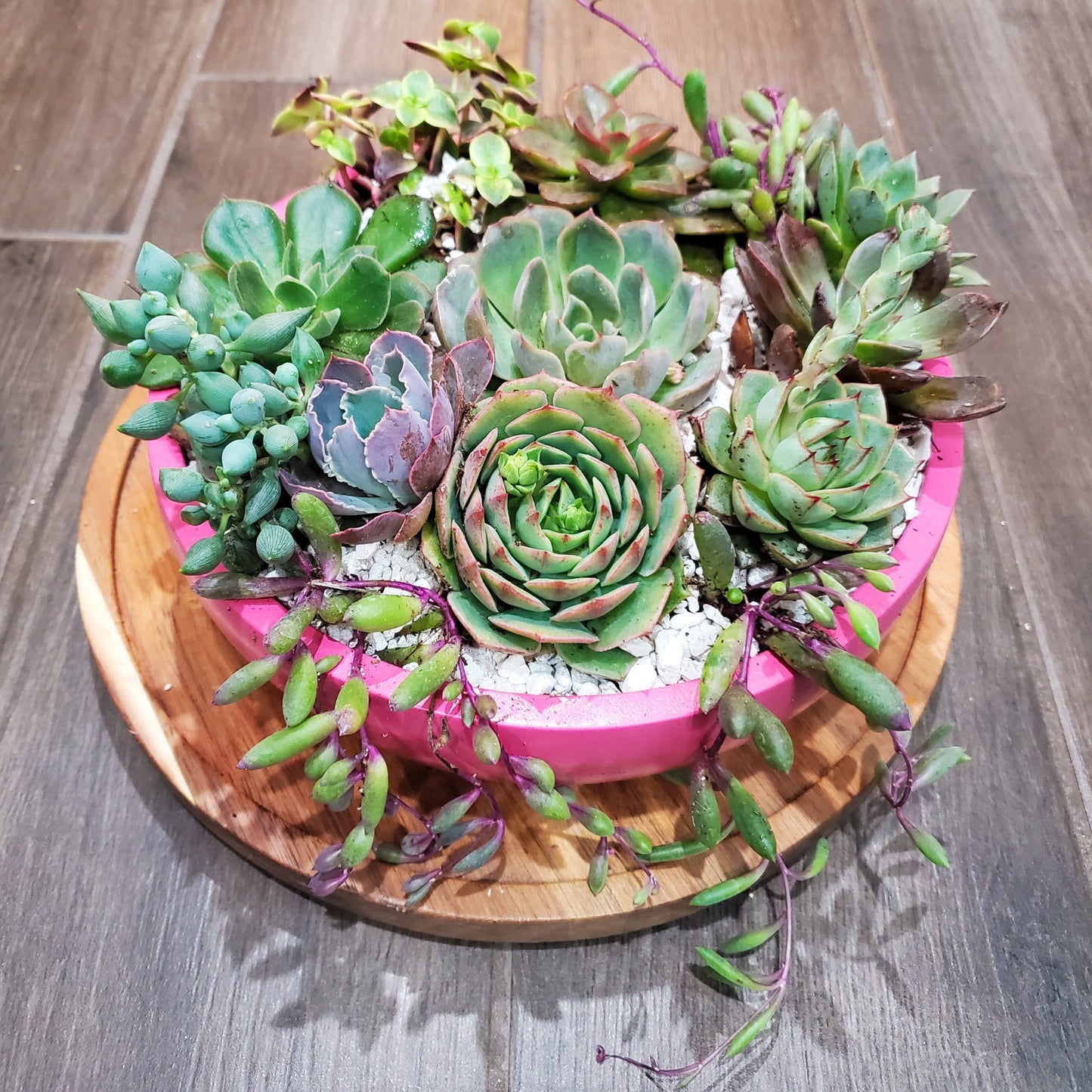 Pink Circle Cement Planter Succulent Arrangement
