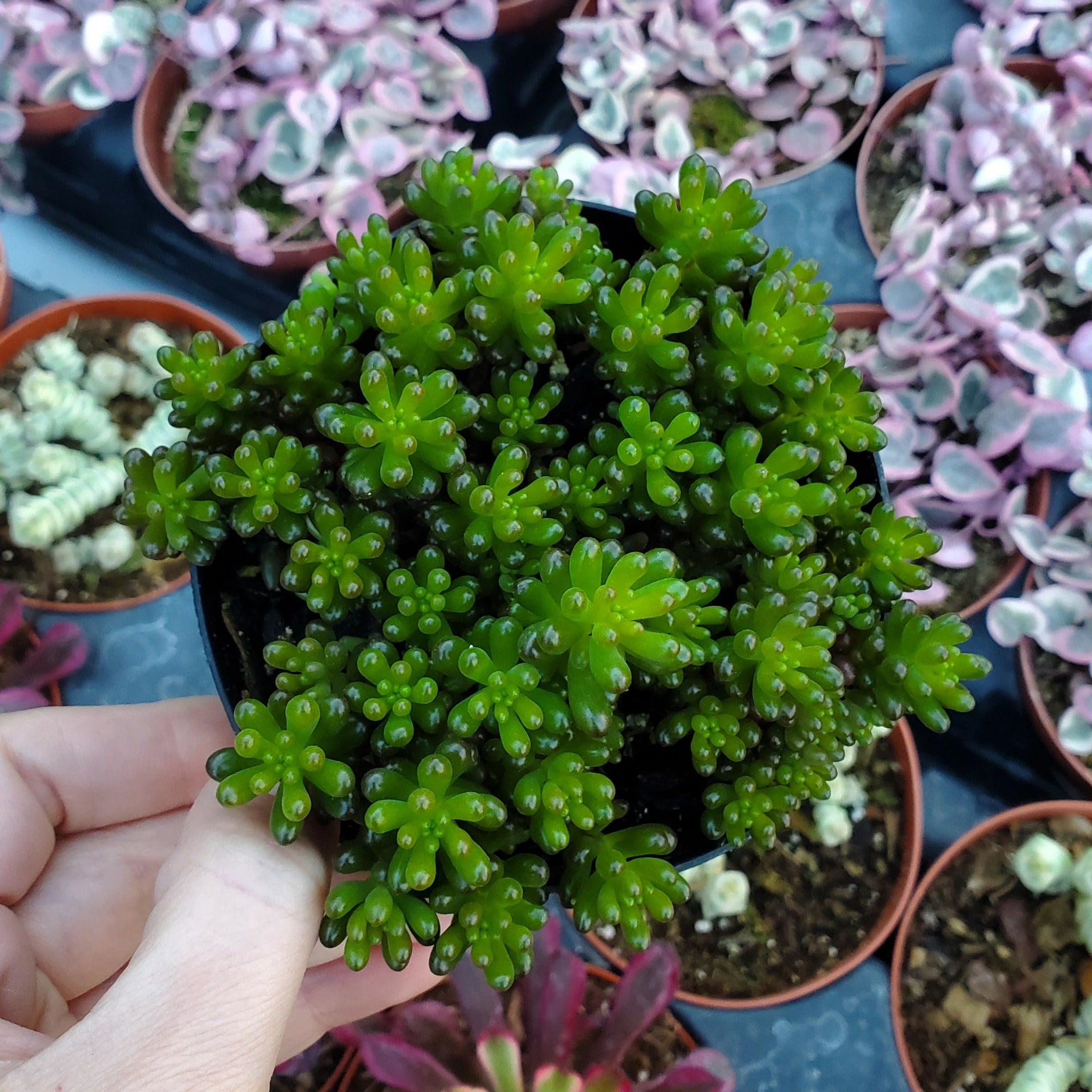 rubrotinctum succulent Sedum rubrotinctum 'Mini Me'