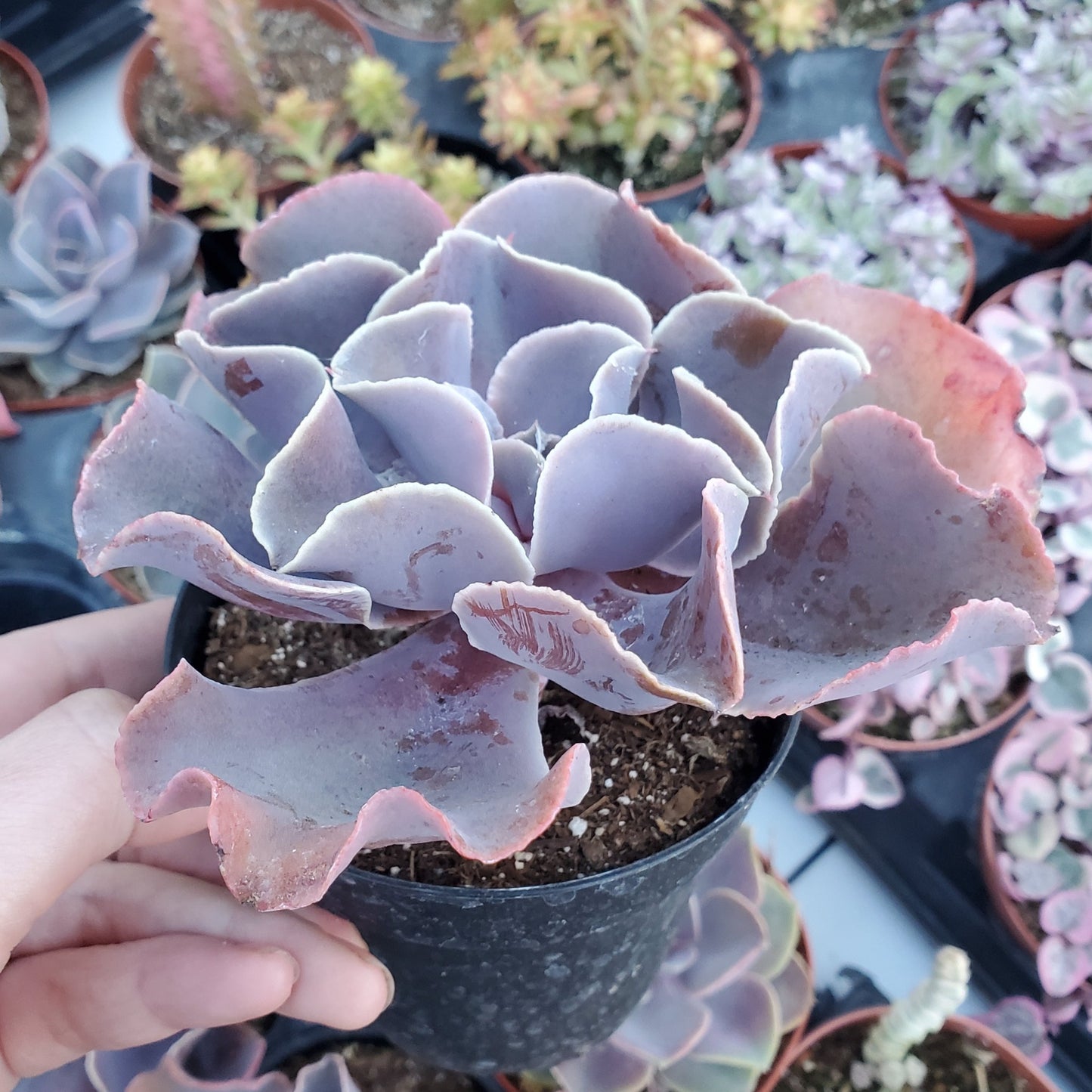 Echeveria 'Violacina'
