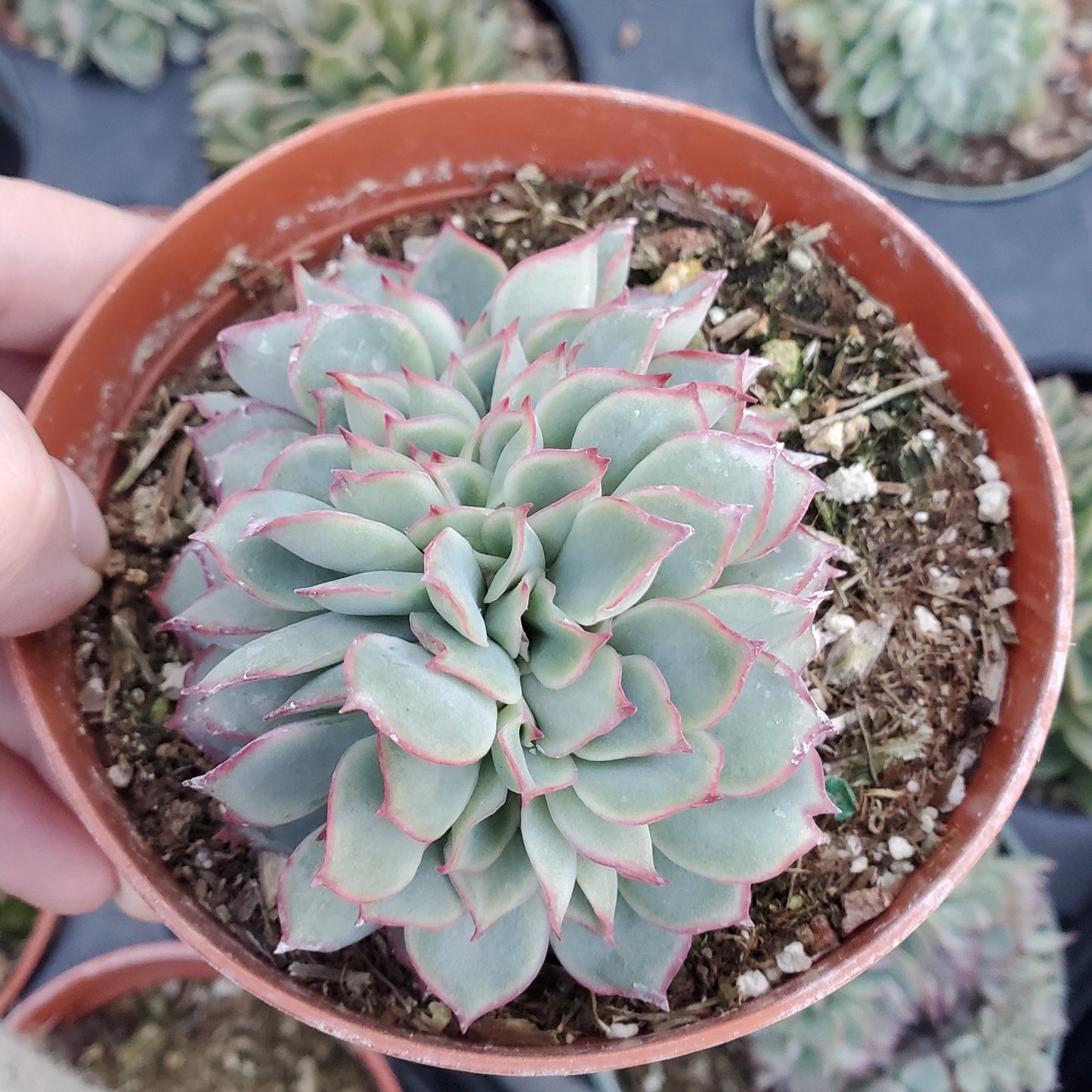 Echeveria 'Esther' Crest