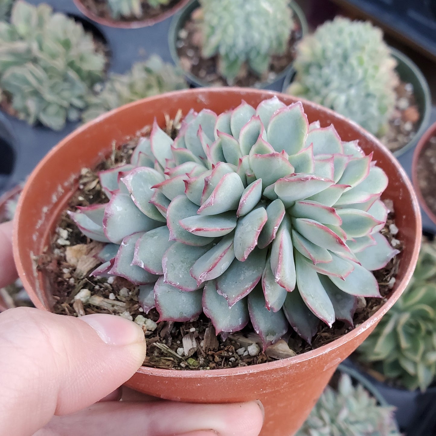 Echeveria 'Esther' Crest