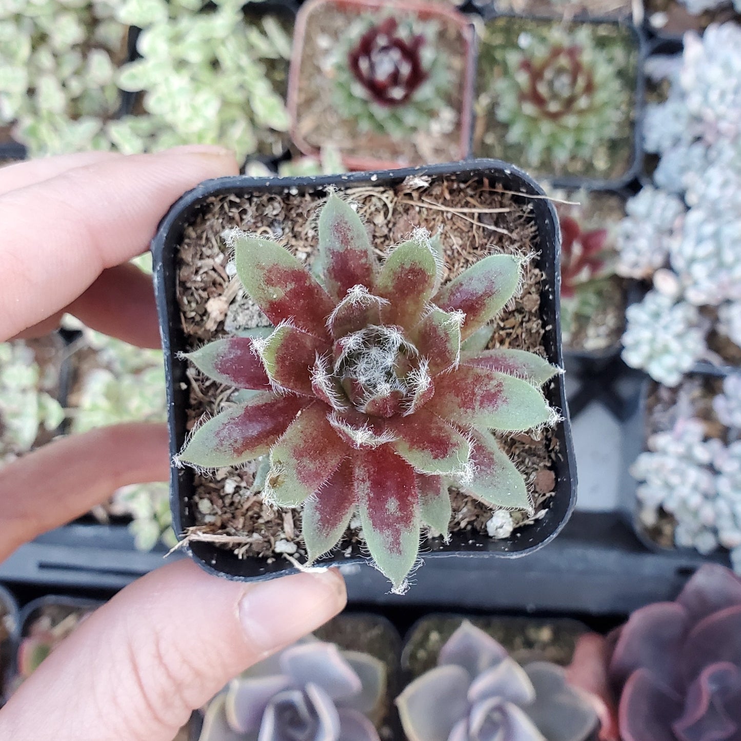 Sempervivum 'Jade Rose'