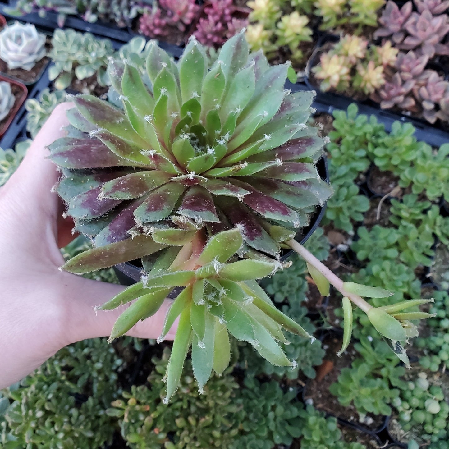 Sempervivum 'Jade Rose'