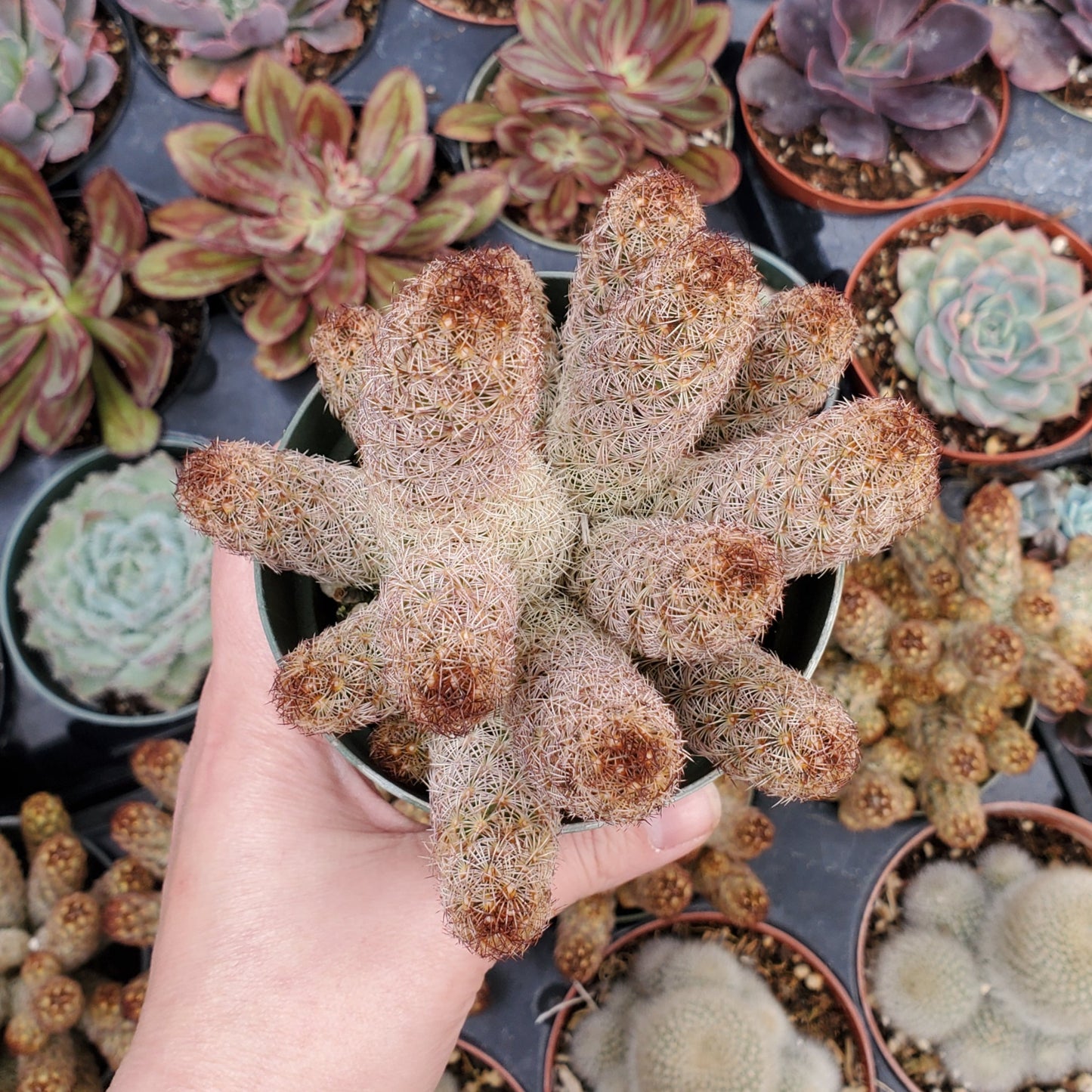 Mammillaria elongata 'Ladyfinger Cactus'