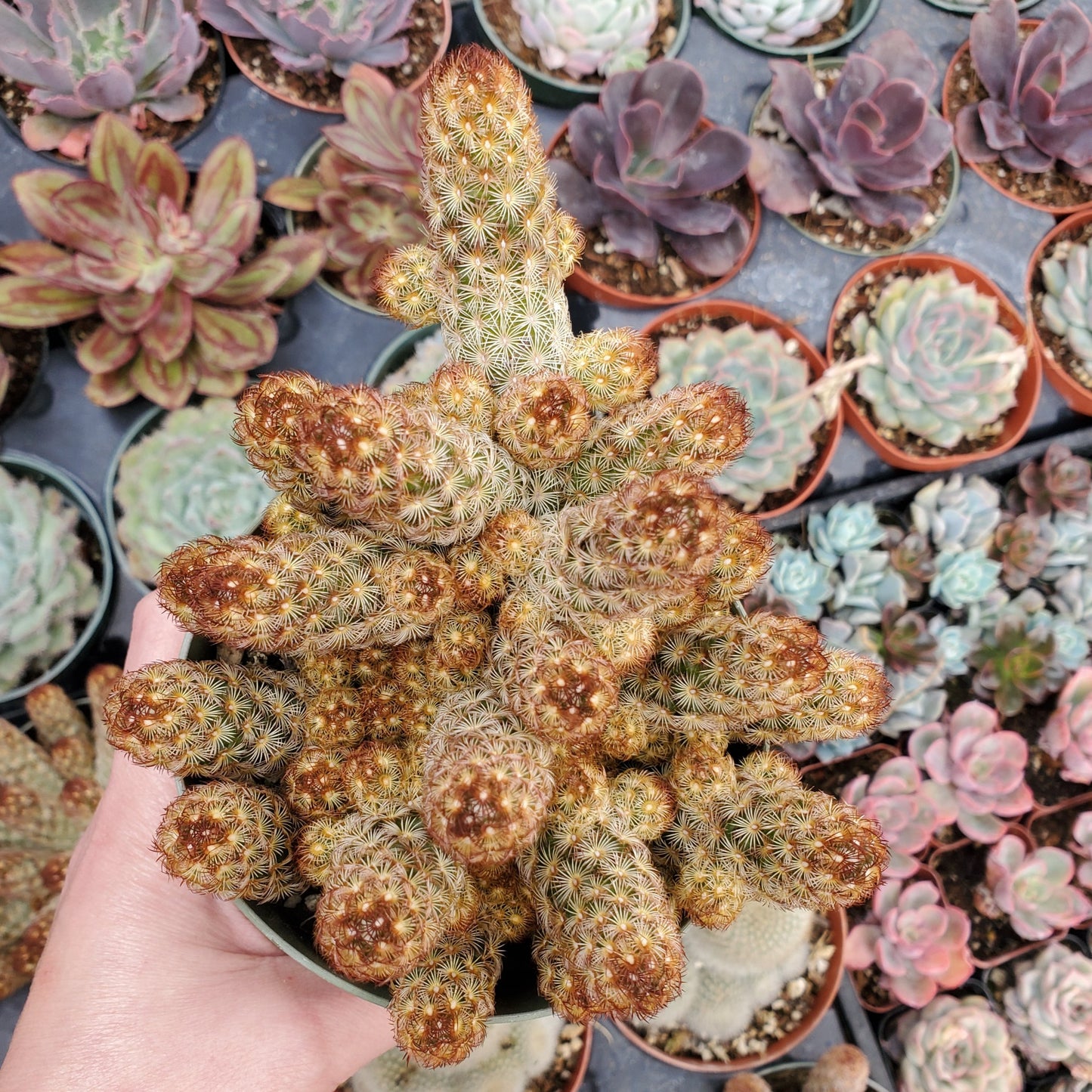 Mammillaria elongata 'Copper King'