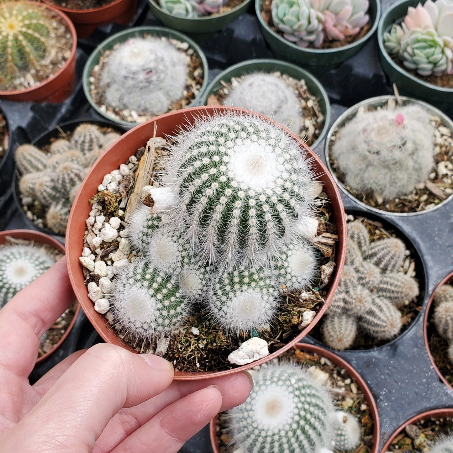 Parodia scopa 'Silver Ball Cactus'