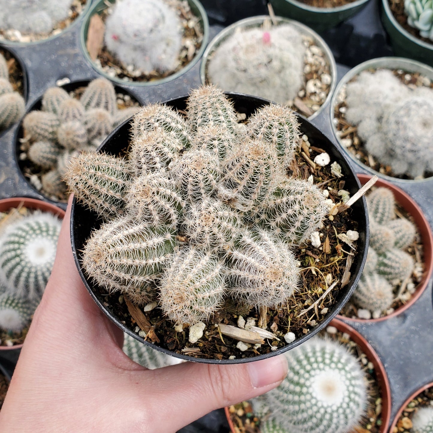 Echinopsis chamaecereus 'Peanut Cactus'