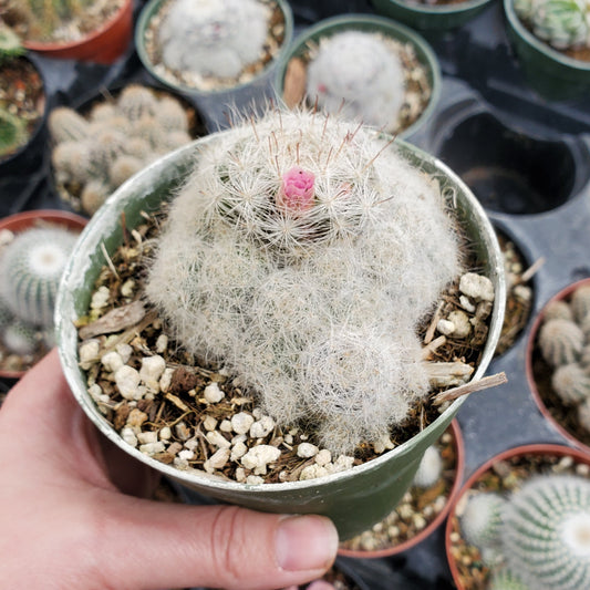 Mammillaria bocasana 'Powder Puff Cactus'