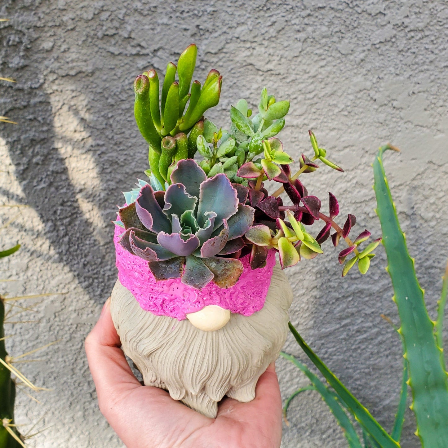 Spring Succulent Gnome Arrangement