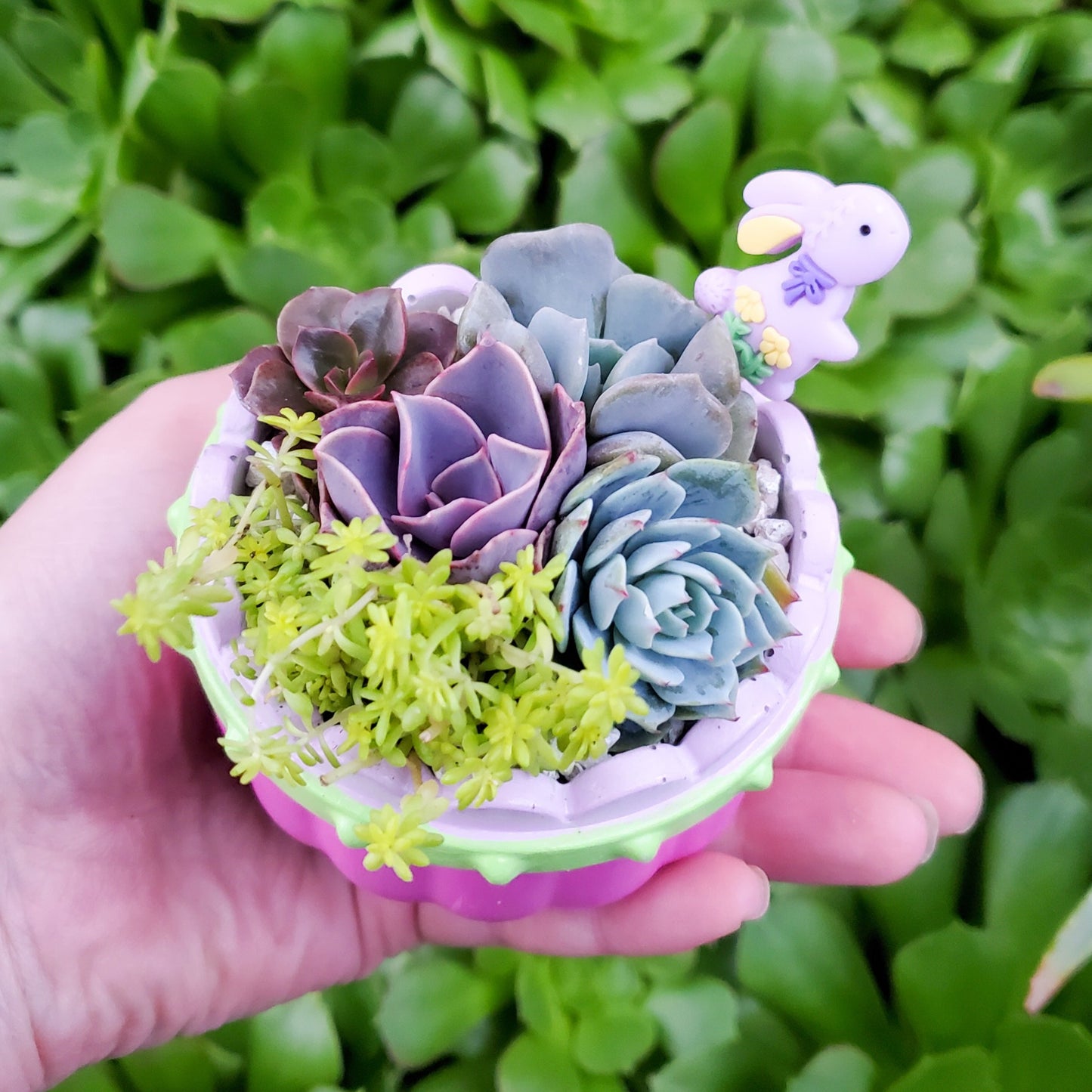 Succulent Easter Basket Arrangement
