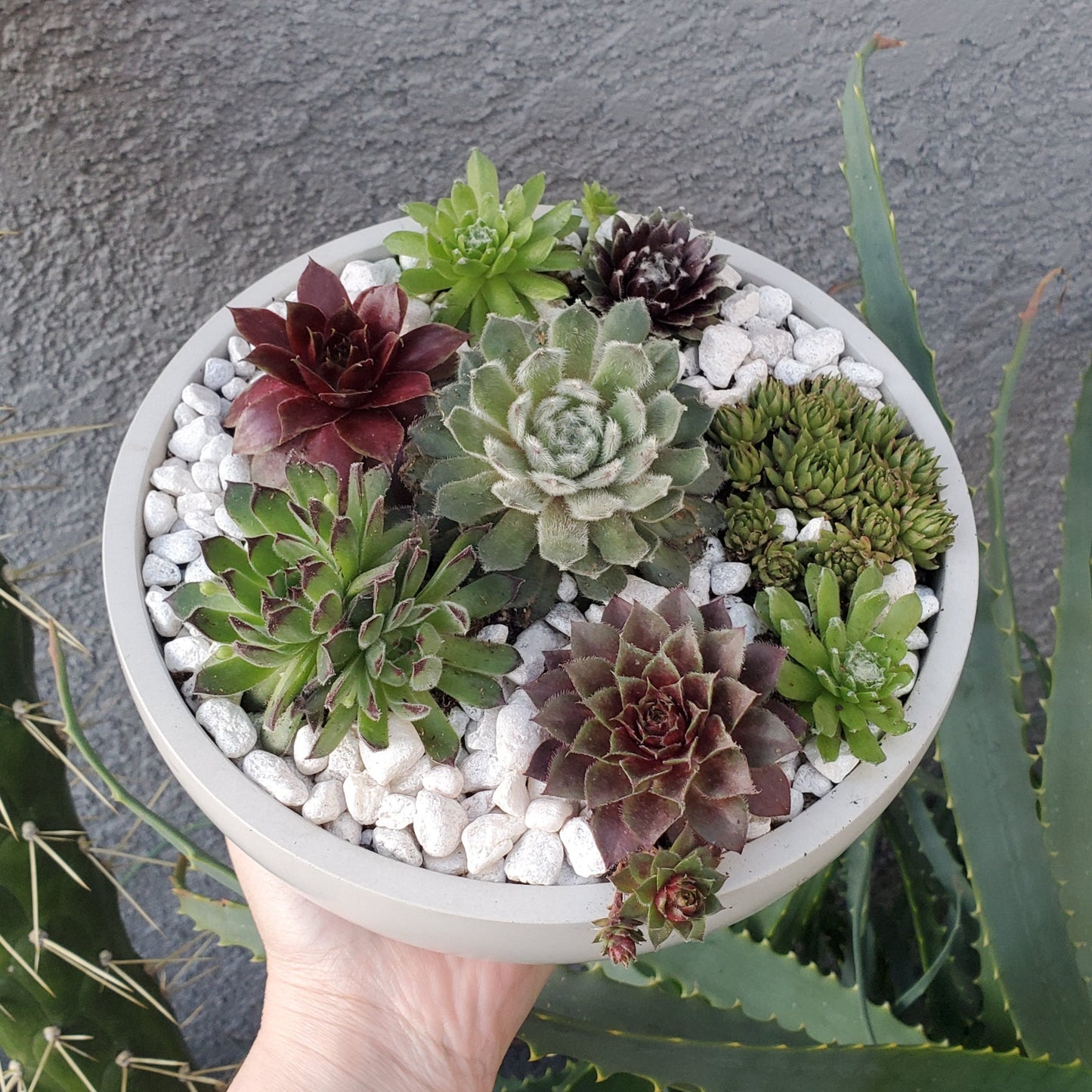 Large Sempervivum Succulent Arrangement