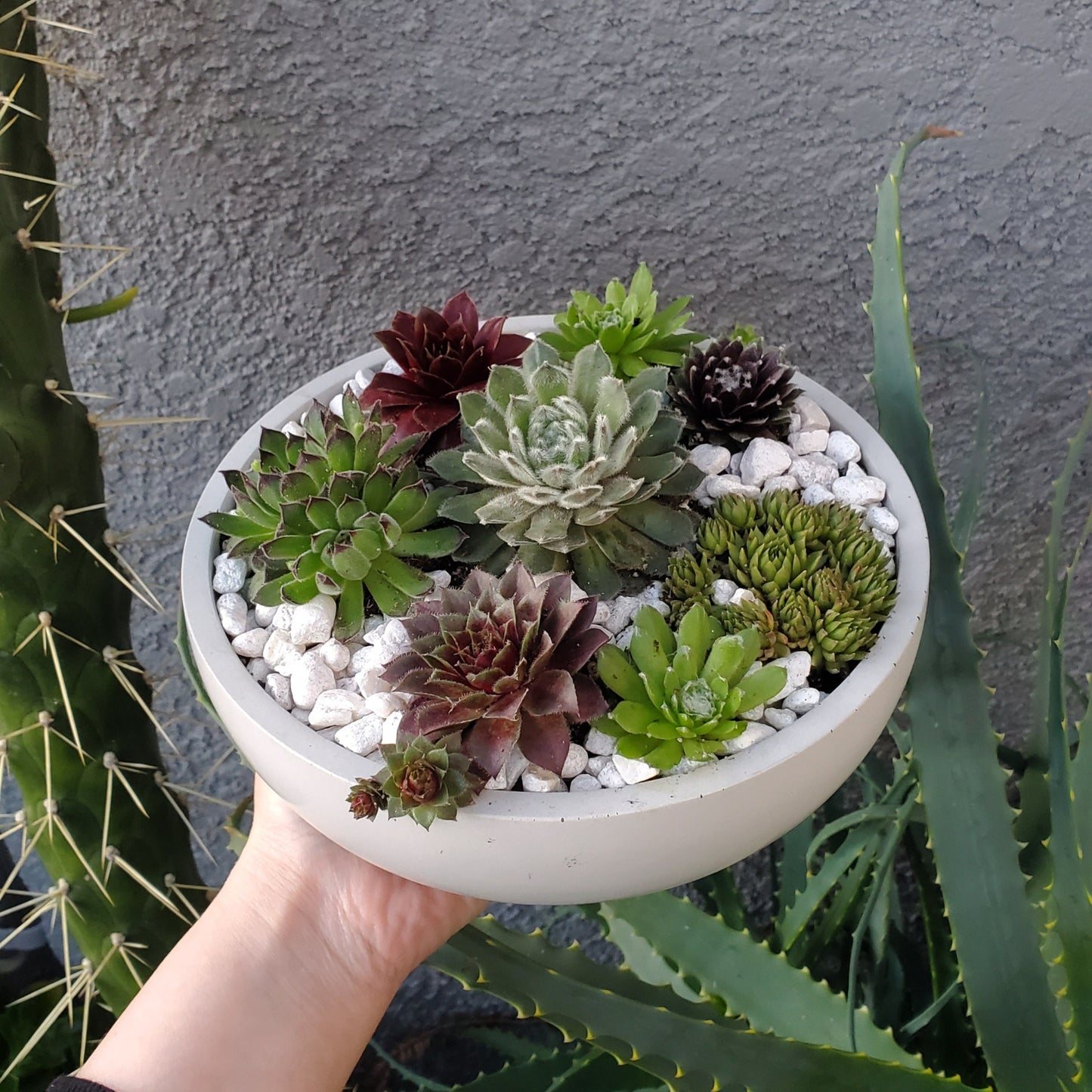 Large Sempervivum Succulent Arrangement