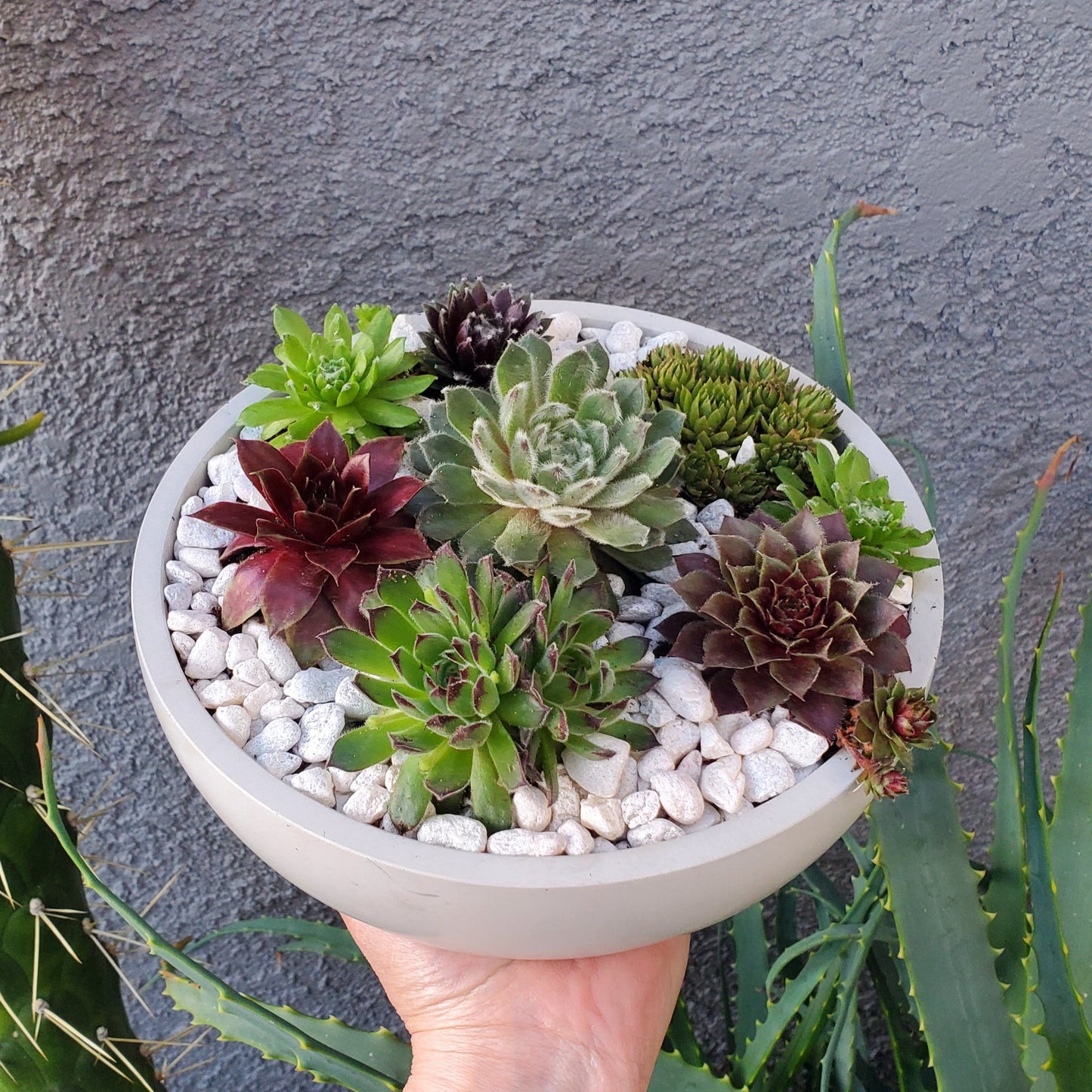 Large Sempervivum Succulent Arrangement