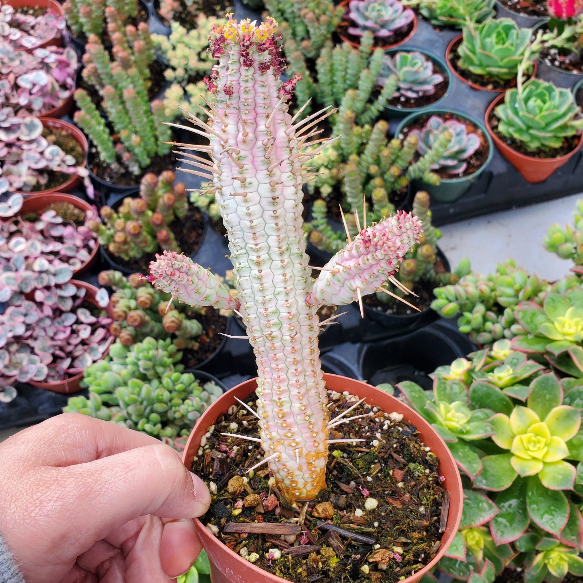 succulent corn Euphorbia mammiliaris f. variegata 'Indian Corn Cob'