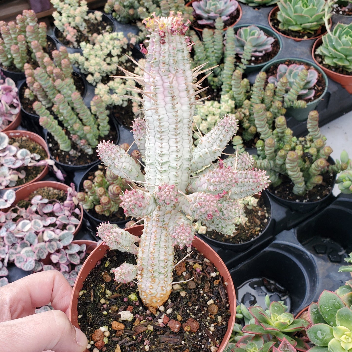 Euphorbia mammiliaris f. variegata 'Indian Corn Cob'