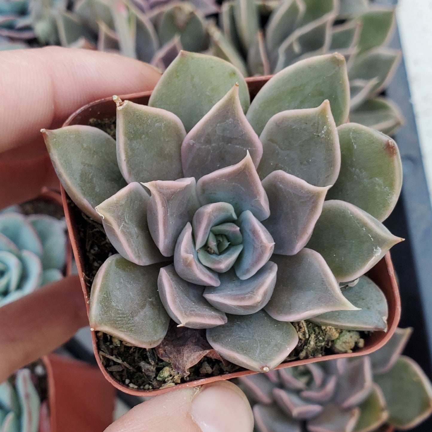 Echeveria 'Mensa'