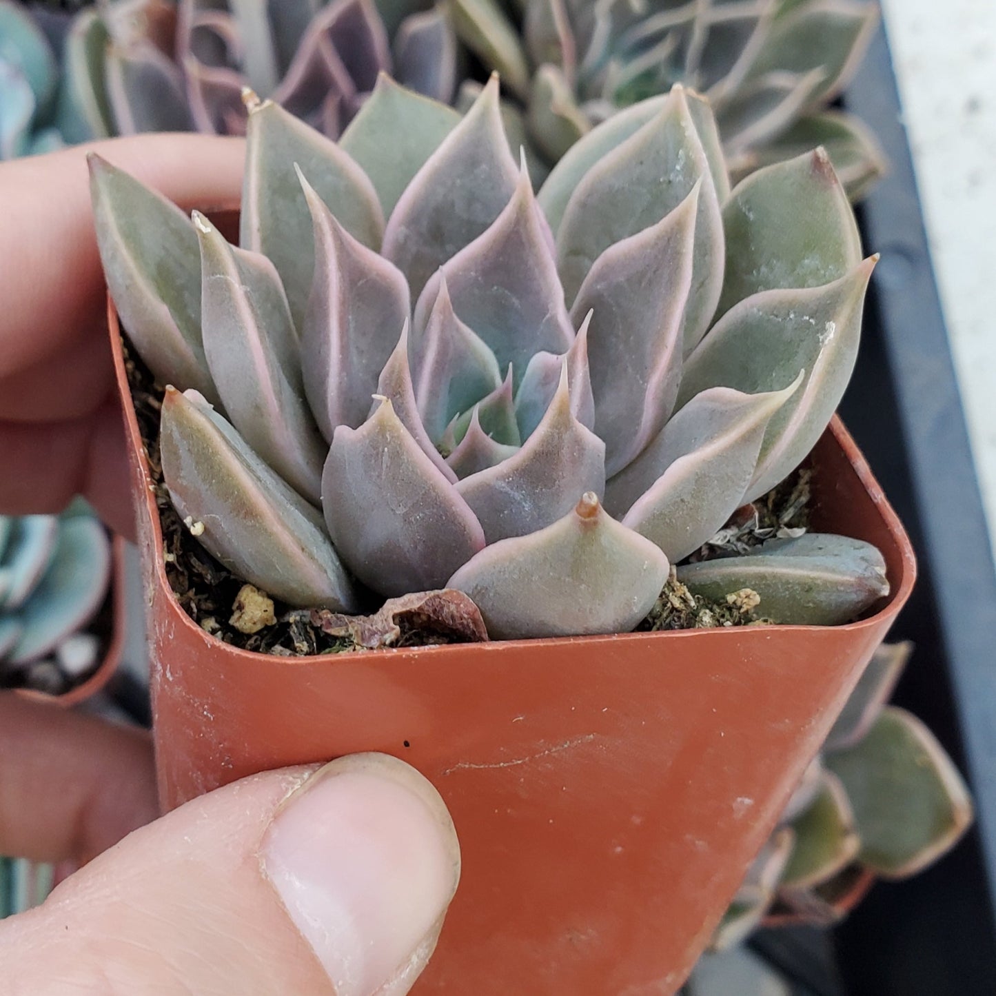 Echeveria 'Mensa'