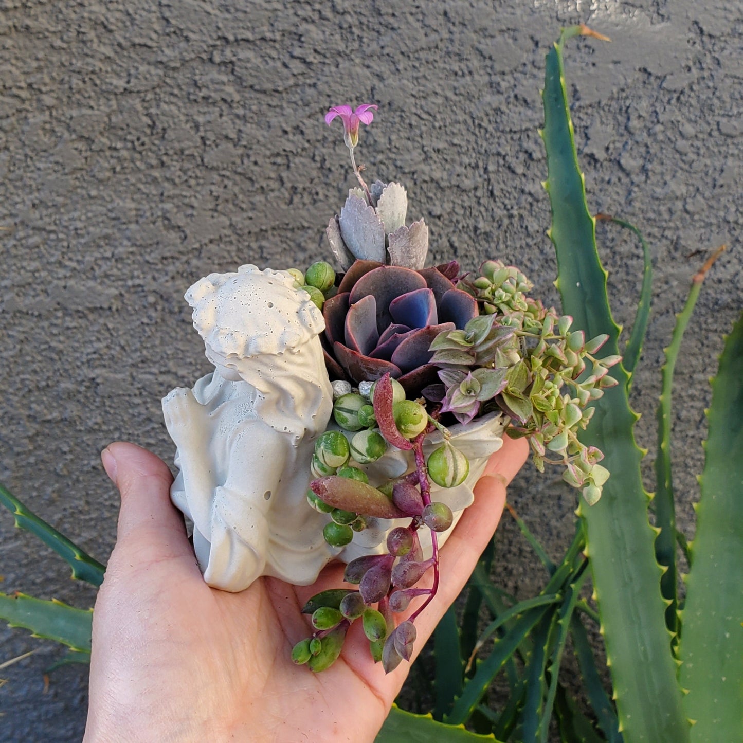 Succulent Angel Arrangement