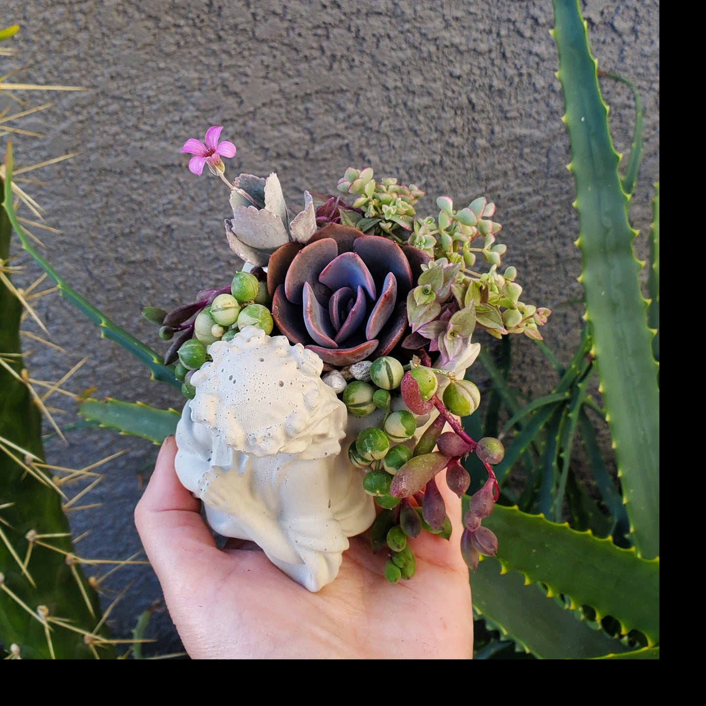Succulent Angel Arrangement