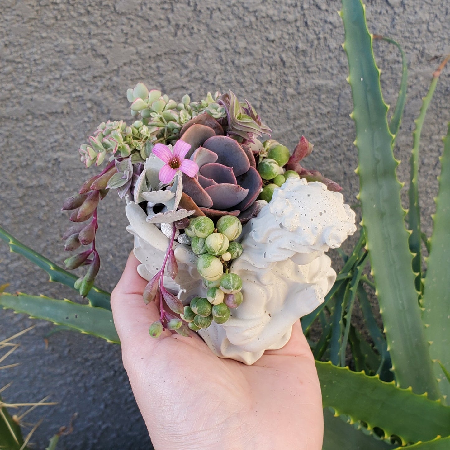 Succulent Angel Arrangement