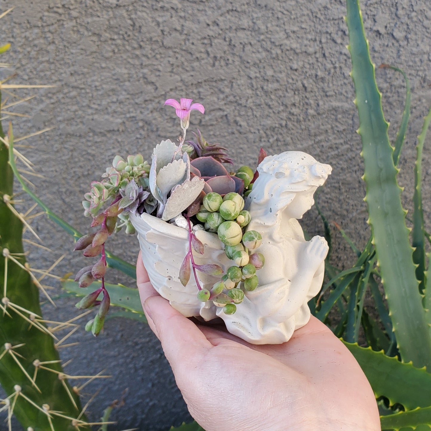 Succulent Angel Arrangement