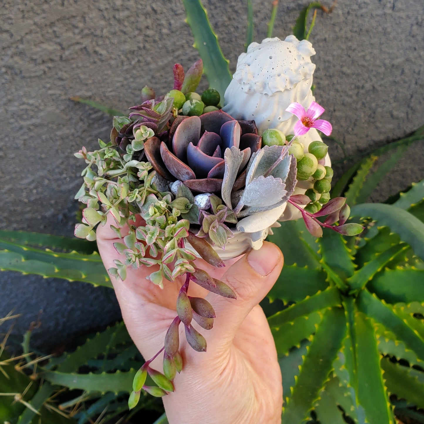 Succulent Angel Arrangement