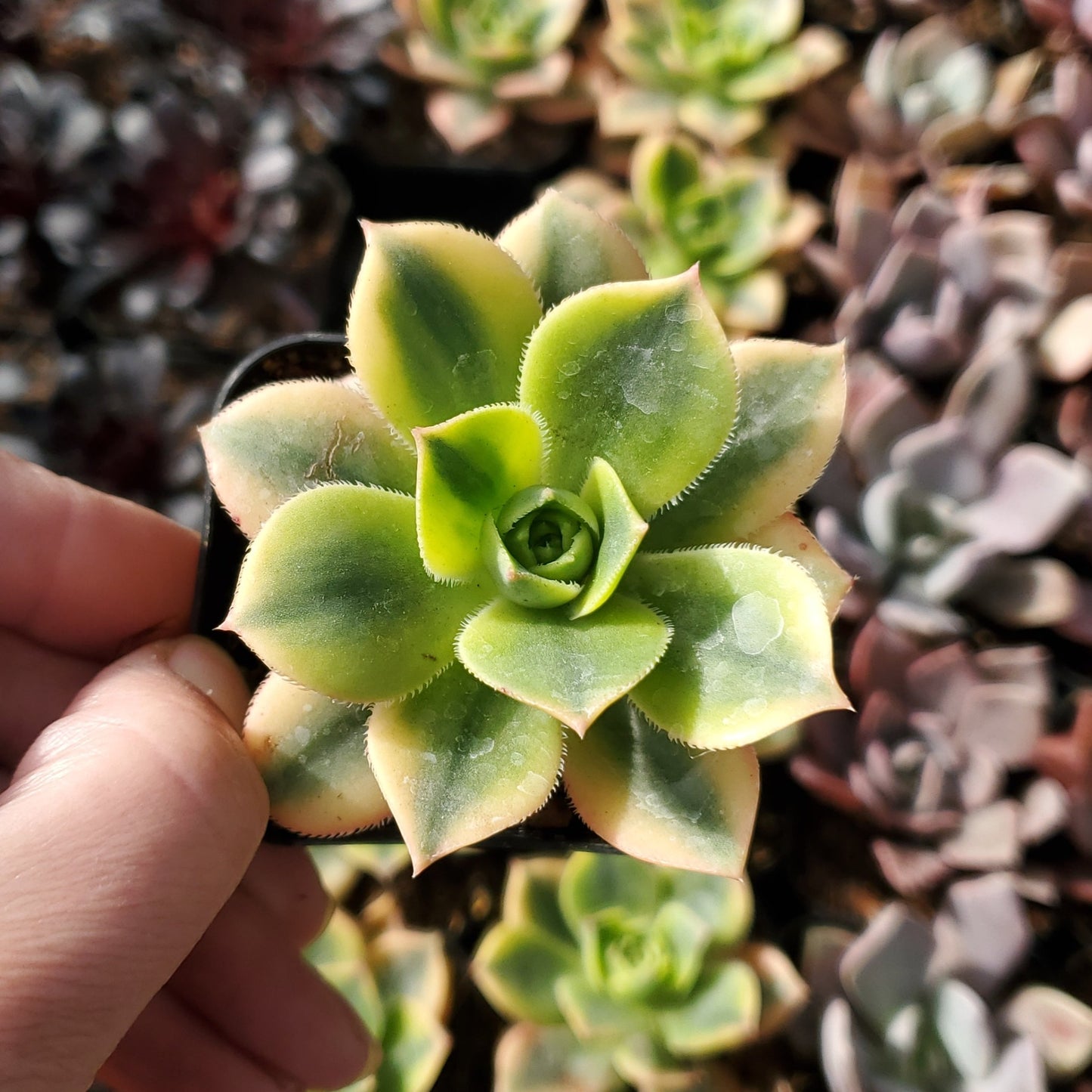 Aeonium 'Floresens'